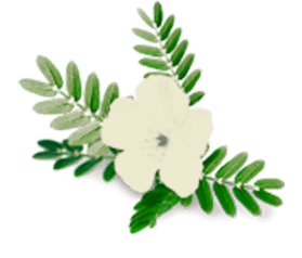 herbal flower
